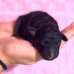 Cordell - Phantom female Bernedoodle puppy in Longmont, Colorado from Colorado Miniature Bernedoodle Puppies