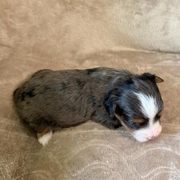 Sullivan - Blue merle male Bernedoodle puppy in Warrensburg, Missouri from Dreamer Ridge Puppies