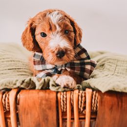 Green Boy - Red  male Goldendoodle puppy in Mckinney, Texas from Doodles of North Tx
