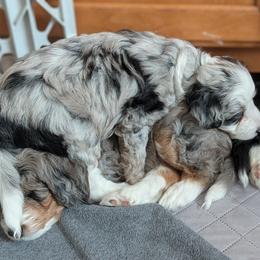 Aussiedoodle Puppies from Ridgeview Aussiedoodles
