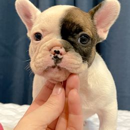 French Bulldog Puppies from Von Bales French Bulldogs