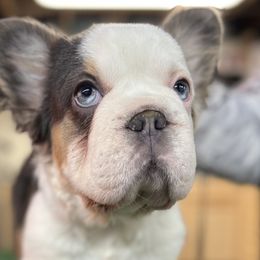 French Bulldogs from Patricia Hoinski's Fureverloved Frenchies