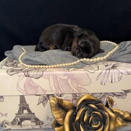 Tucker - Black and tan male Cavalier King Charles Spaniel puppy in Broken Arrow, Oklahoma from Cavalier King Charles Heartland