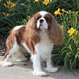 Cavalier King Charles Spaniel Puppies from Castlemar Cavaliers