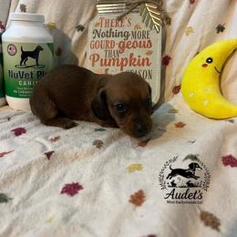 Bonnie - Red female Dachshund puppy in East Dover, Vermont from Audet’s Mini Dachshunds