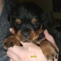 Molly - Black and mahogany female Rottweiler puppy in Tangent, Oregon from Raya's Royals