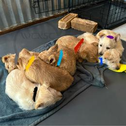 Scottish Terrier Puppies from Rocket's West Texas Scottish Terriers (WTX ST)