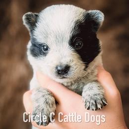 Boy 1 - Blue male Australian Cattle Dog puppy in Blackfoot, Idaho from Circle C Australian Cattle Dogs