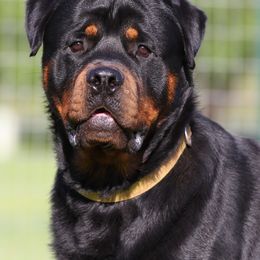 Rottweiler All Grown Up from Cross O Ranch Rottweilers