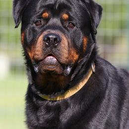 Rottweiler All Grown Up from Cross O Ranch Rottweilers