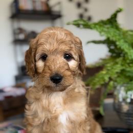 Rowan - Cream male Goldendoodle puppy in St George, Utah from Doodle Bears of Southern Utah