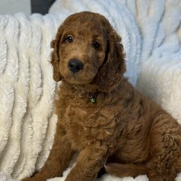 Balboa - Red  male Goldendoodle puppy in La Verne, California from Marshall Goldendoodles