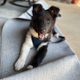 Bi Black Male 2 - Black and white male Shetland Sheepdog puppy in Shirley, Arkansas from Lucky Pups