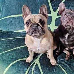 French Bulldog Puppies from Simply Kind Frenchies