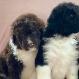 Aussiedoodles and Labradoodles from Creek Bend Kennels