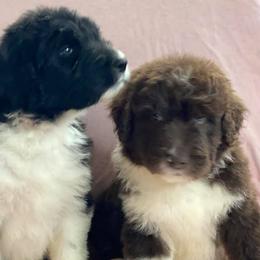 Aussiedoodles and Labradoodles from Creek Bend Kennels