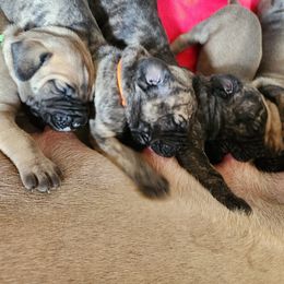 Great Dane Puppies from Lamona Great Danes