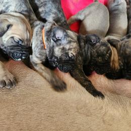 Great Dane Puppies from Lamona Great Danes