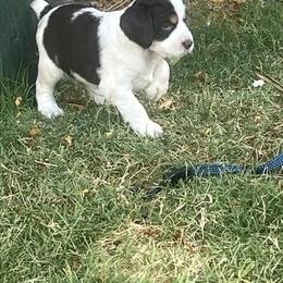 English Springer Spaniel Puppies from Desert Shadow Springers