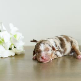 Boy 1 - male Australian Mountain Doodle puppy in Spanish Fork, Utah from K Brand Doodles