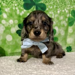 Boy two - Black and cream male Dachshund puppy in Lakeland, Florida from Ruthie’s Rich Mini Dachshunds