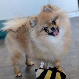 Tatum - Pomeranian