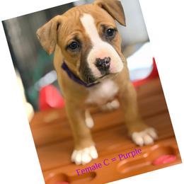 Female C - Red female American Pit Bull Terrier puppy in Pensacola, Florida from Alpha Alliance Kennels
