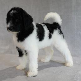 Aussiedoodle and Bernedoodle Puppies from VESBACH DOODLE VALLEY FARMS