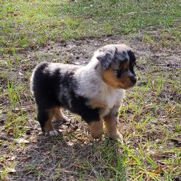 Toy Australian Shepherd Puppies from Beasley Acres Aussies