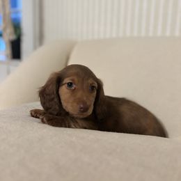 Dachshund Puppies from Salchi Dog miniature dachshunds