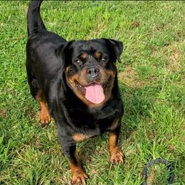Rottweilers from Van Beneden Rottweilers