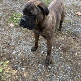 Bullmastiff puppies from Boulder Ridge Kennels