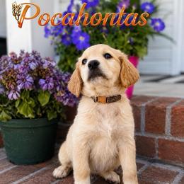 Pocahontas - Cream female Goldendoodle puppy in Greenville, North Carolina from ENC Goldendoodles