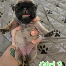 Girl 3 - Fawn female Pug puppy in Auburn, Kentucky from Prentice Family Pugs