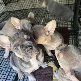 French Bulldog Puppies from cgo