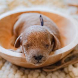 Hardy - Red  male Goldendoodle puppy in Lumberton, Mississippi from SouthernDoodlebug/ Utah Doodlebug