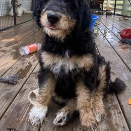 Bernedoodle Puppies from Oodles of Doodles
