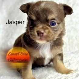 Chihuahua Puppies from Sunset Eves Chihuahuas