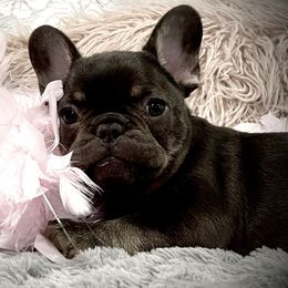 French Bulldog Puppies from Boise French Bulldogs