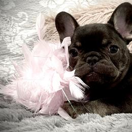 French Bulldog Puppies from Boise French Bulldogs