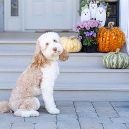 Buttercup - Australian Labradoodle