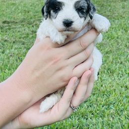 Barrel - Blue merle male Bernedoodle puppy in Hobgood, North Carolina from Four Kids’ Farms, LLC