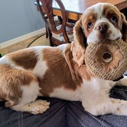 Harry - Cocker Spaniel