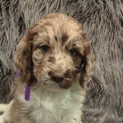 Assorted Doodle Crosses and Newfypoo Puppies from Hidden Haven Poodles and Doodles