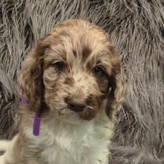 Assorted Doodle Crosses and Newfypoo Puppies from Hidden Haven Poodles and Doodles