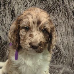 Assorted Doodle Crosses and Newfypoo Puppies from Hidden Haven Poodles and Doodles