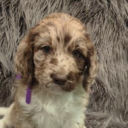 Assorted Doodle Crosses and Newfypoo Puppies from Hidden Haven Poodles and Doodles