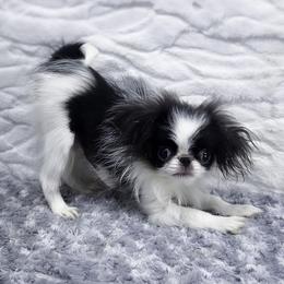 Custard - Black and white male Japanese Chin puppy in Johnson City, Tennessee from Erin & Friends Japanese Chin