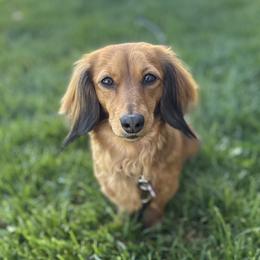 Dachshunds from Petite Paw Dachshunds