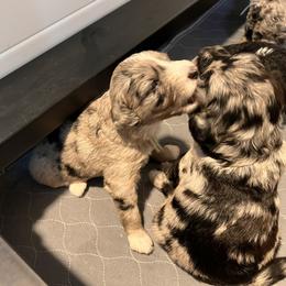 Aussiedoodle Puppies from Happy Hippy Doodles